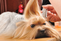 מספרה לכלבים ולחתולים בתל אביב ורמת השרון